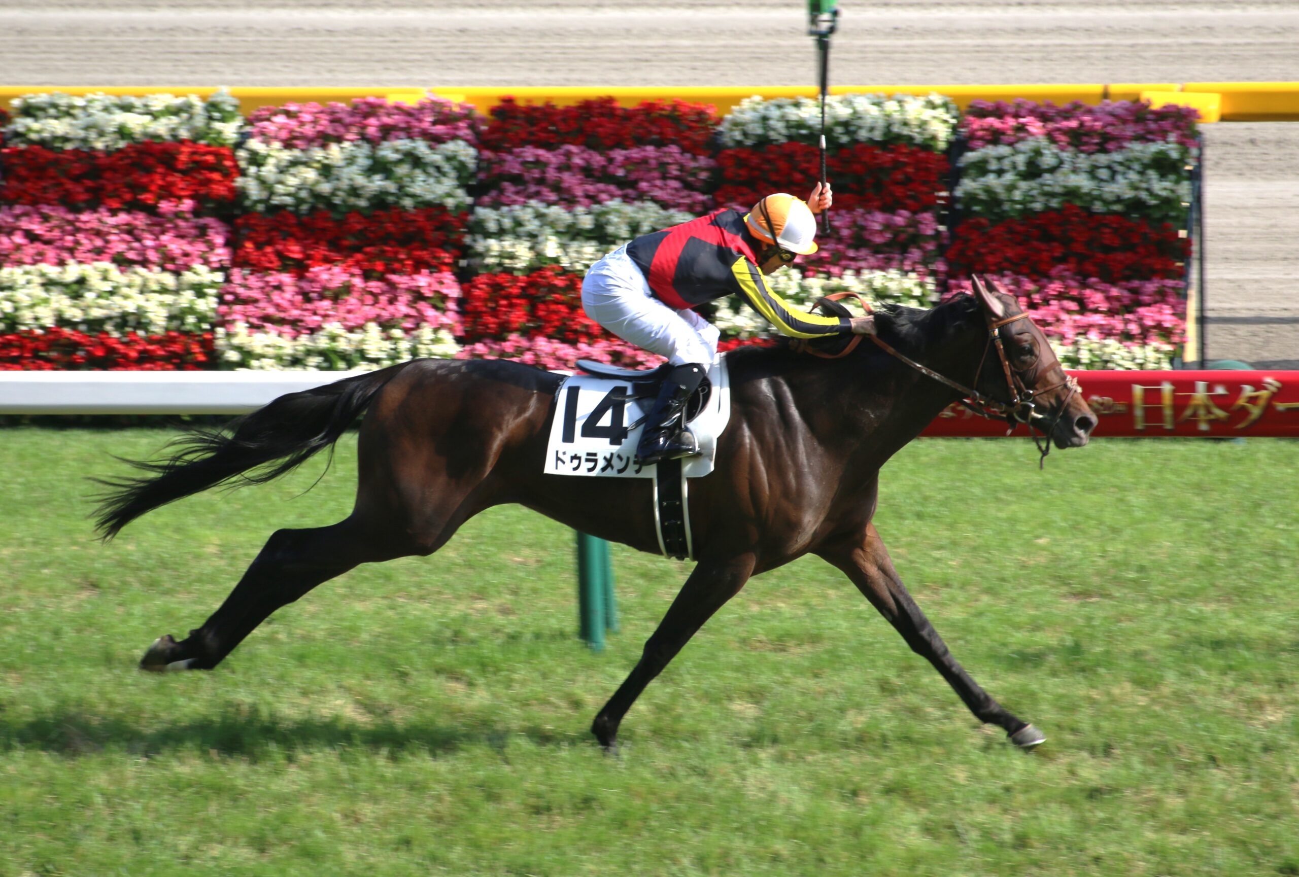 “Mr.ダービー馬”ドゥラメンテとライバルたち/2015年日本ダービー