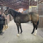 ［連載・ドリームホースが繋ぐ夢と希望］第2回　未来へつなぐ希望の物語　「カサマツノライトオ」が繋ぐ“絶滅危惧血統”の希望と未来