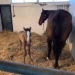 ［連載・片目のサラブレッド福ちゃんのPERFECT DAYS］生きられなかった馬たちの分も走る（シーズン1-48）