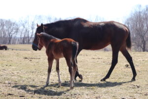 ［連載・片目のサラブレッド福ちゃんのPERFECT DAYS］半持ち（シーズン1-47）
