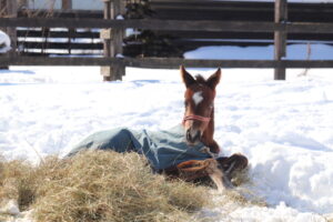 ［連載・片目のサラブレッド福ちゃんのPERFECT DAYS］両手に花（シーズン1-46）