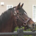 ［引退馬支援］帝王の血を守る！　トウカイテイオー産駒の会の奮闘とは。