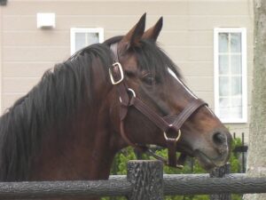 ［引退馬支援］帝王の血を守る！　トウカイテイオー産駒の会の奮闘とは。