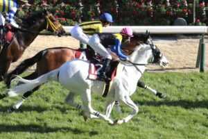 誰からも愛されたハヤヤッコの2534日～ハヤヤッコの引退によせて