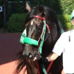 ［追悼］ありがとうマイネルウィルトス。心に刻んでおきたい彼の蹄跡