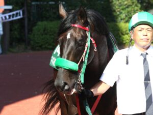 ［追悼］ありがとうマイネルウィルトス。心に刻んでおきたい彼の蹄跡