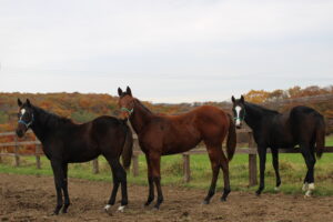 ［連載・片目のサラブレッド福ちゃんのPERFECT DAYS］蹄を下に向けて不運を落とす（シーズン1-50）