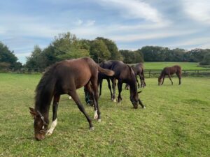 ［連載・片目のサラブレッド福ちゃんのPERFECT DAYS］異系の種牡馬パールシークレット（シーズン1-51）