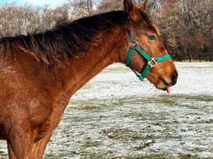 ［連載・片目のサラブレッド福ちゃんのPERFECT DAYS］初めて心が通じ合った瞬間（シーズン1-53）