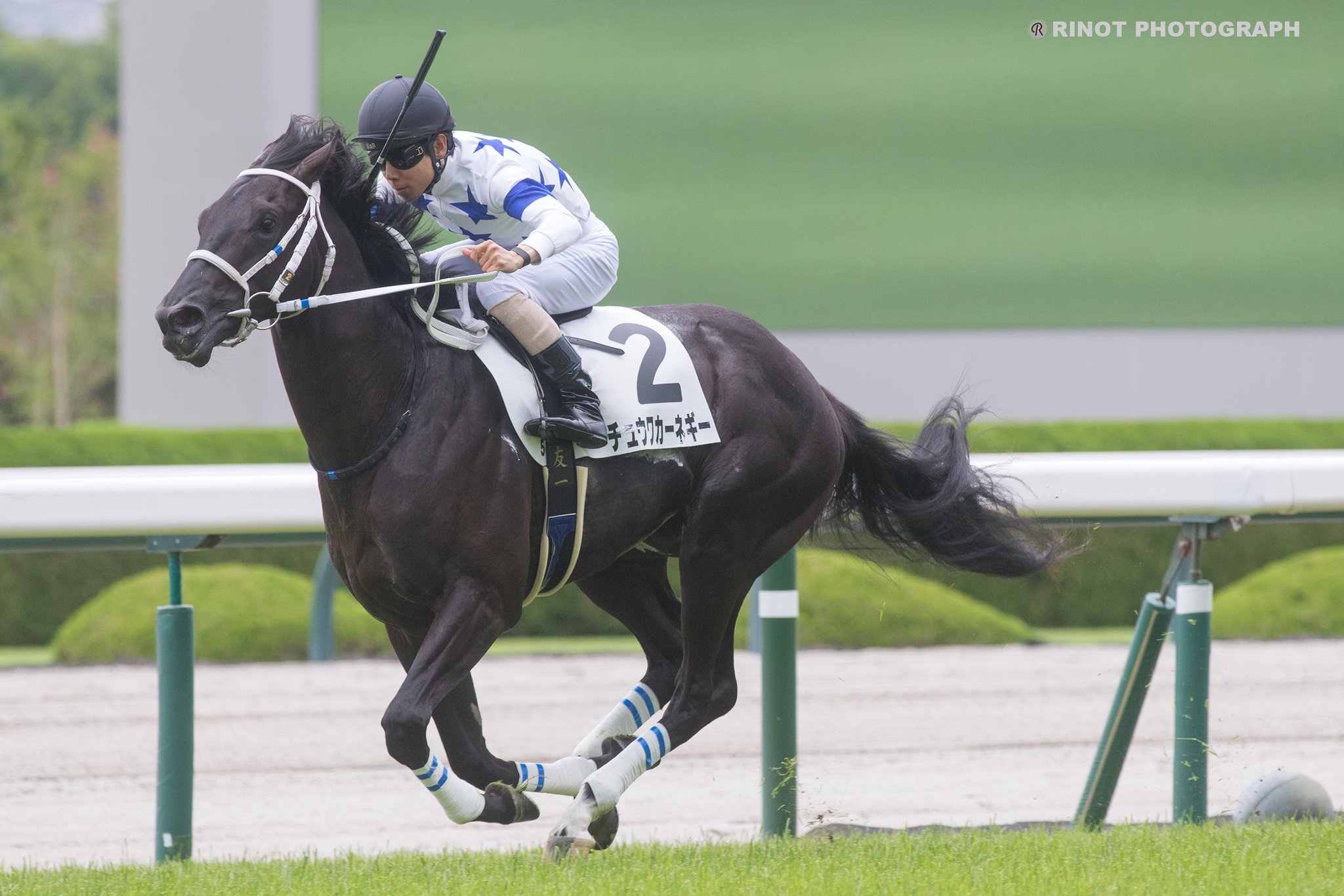 ［新馬戦回顧］メイクデビューの勝者達(2025/06/07-08)