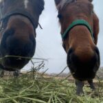 ［連載・片目のサラブレッド福ちゃんのPERFECT DAYS］重賞を勝つより新馬戦でデビューすることの方が嬉しい（シーズン1-56）