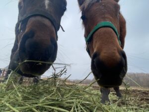 ［連載・片目のサラブレッド福ちゃんのPERFECT DAYS］重賞を勝つより新馬戦でデビューすることの方が嬉しい（シーズン1-56）