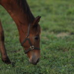 ［連載・片目のサラブレッド福ちゃんのPERFECT DAYS］サラブレッドはどこへ行くのか?（シーズン1-55）