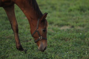 ［連載・片目のサラブレッド福ちゃんのPERFECT DAYS］サラブレッドはどこへ行くのか?（シーズン1-55）