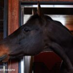 イスタンブールまで届けたい祈り、叶えたい夢~異国でダービー馬の父となったヴィクトワールピサ~
