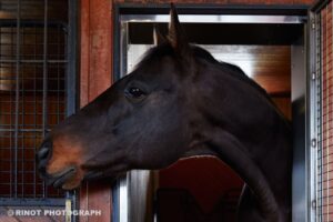イスタンブールまで届けたい祈り、叶えたい夢～異国でダービー馬の父となったヴィクトワールピサ～