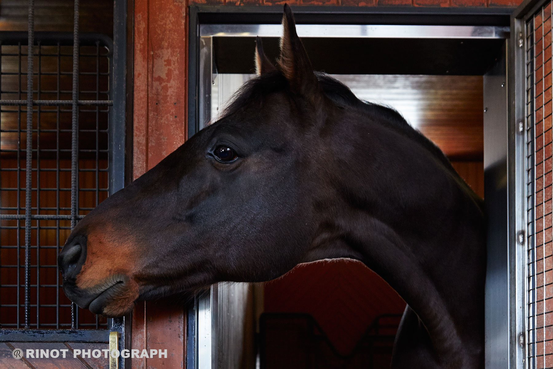 イスタンブールまで届けたい祈り、叶えたい夢~異国でダービー馬の父となったヴィクトワールピサ~