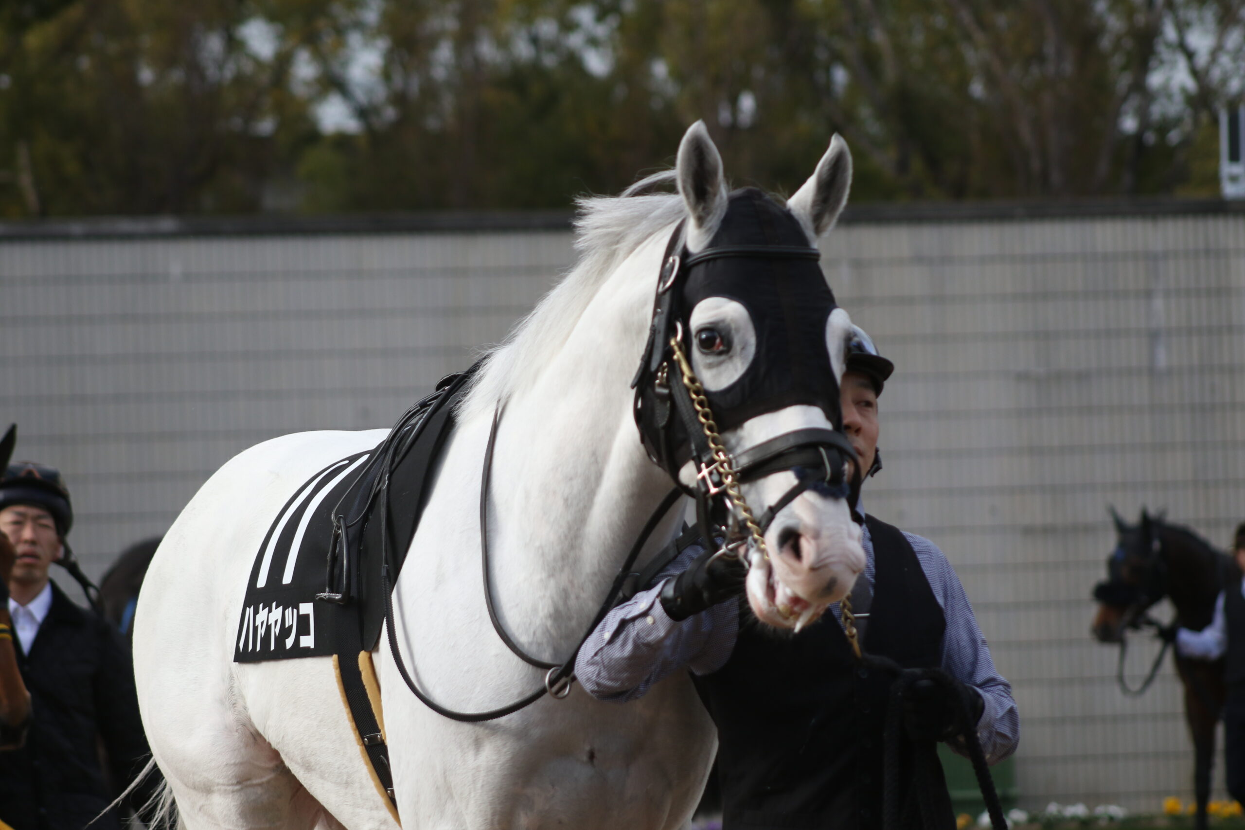 奇跡の血脈から生まれた無事是名馬 - 2019年ハヤヤッコが勝利したレパードSを振り返る