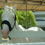 ［エッセイ］「また、会いたいな」。白い奇跡が織りなす夢物語