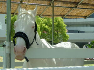 ［エッセイ］「また、会いたいな」。白い奇跡が織りなす夢物語