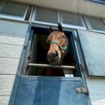 ［随想］寺山修司のエッセイ「片目のジャック」と、片目のサラブレッド「福ちゃん」