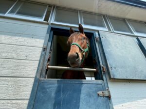 ［随想］寺山修司のエッセイ「片目のジャック」と、片目のサラブレッド「福ちゃん」