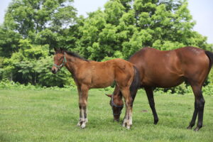 ［連載・片目のサラブレッド福ちゃんのPERFECT DAYS］馬体はバランス（シーズン1-61）