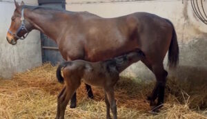 ［連載・片目のサラブレッド福ちゃんのPERFECT DAYS］サプライズプレゼント（シーズン1-62）