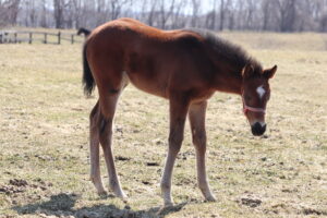 ［連載・片目のサラブレッド福ちゃんのPERFECT DAYS］瑠璃も玻璃も照らせば光る（シーズン1-59）