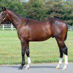 スマートレイアーの24に熱視線… インゼル2025年度募集馬を発表