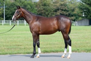 スマートレイアーの24に熱視線…　インゼル2025年度募集馬を発表