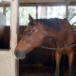 ［追悼］負け続けて愛された馬の行き着いた先。ハルウララ晩年の姿を振り返る