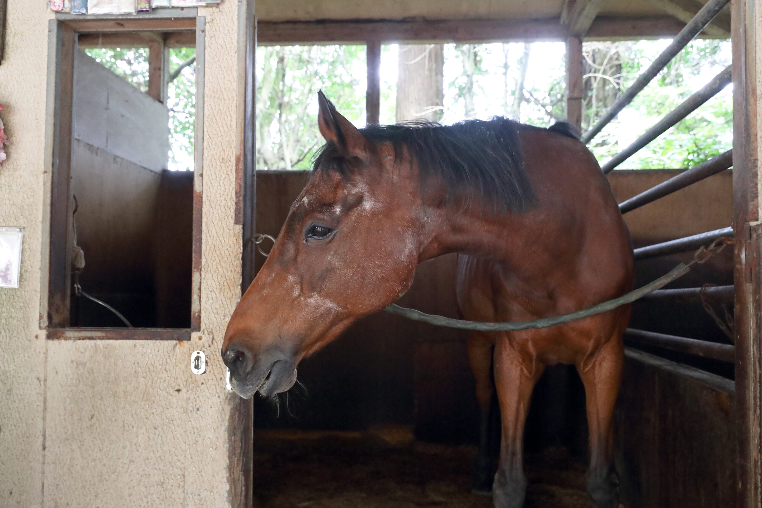 ［追悼］負け続けて愛された馬の行き着いた先。ハルウララ晩年の姿を振り返る