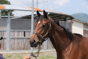 ［連載・片目のサラブレッド福ちゃんのPERFECT DAYS］生産に向いていない（シーズン1-65）