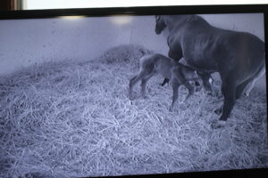 ［連載・片目のサラブレッド福ちゃんのPERFECT DAYS］悲喜こもごも（シーズン1-66）