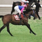 ［メイショウ馬たちの追憶］ダービー馬　メイショウサムソン