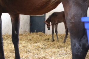 ［連載・片目のサラブレッド福ちゃんのPERFECT DAYS］ダミーフォール発症（シーズン1-63）