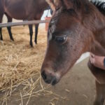 ［連載・片目のサラブレッド福ちゃんのPERFECT DAYS］Spring Back（シーズン1-67）