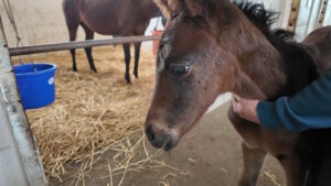 ［連載・片目のサラブレッド福ちゃんのPERFECT DAYS］Spring Back（シーズン1-67）