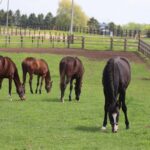 ［連載・片目のサラブレッド福ちゃんのPERFECT DAYS］福ちゃんの預け先（シーズン1-68）