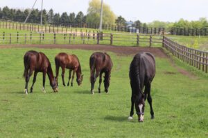 ［連載・片目のサラブレッド福ちゃんのPERFECT DAYS］福ちゃんの預け先（シーズン1-68）