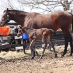 ［連載・片目のサラブレッド福ちゃんのPERFECT DAYS］ロドコッカス（シーズン1-69）