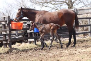 ［連載・片目のサラブレッド福ちゃんのPERFECT DAYS］ロドコッカス（シーズン1-69）