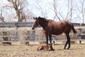 ［連載・片目のサラブレッド福ちゃんのPERFECT DAYS］一か八かステロイドを打つ（シーズン1-70）