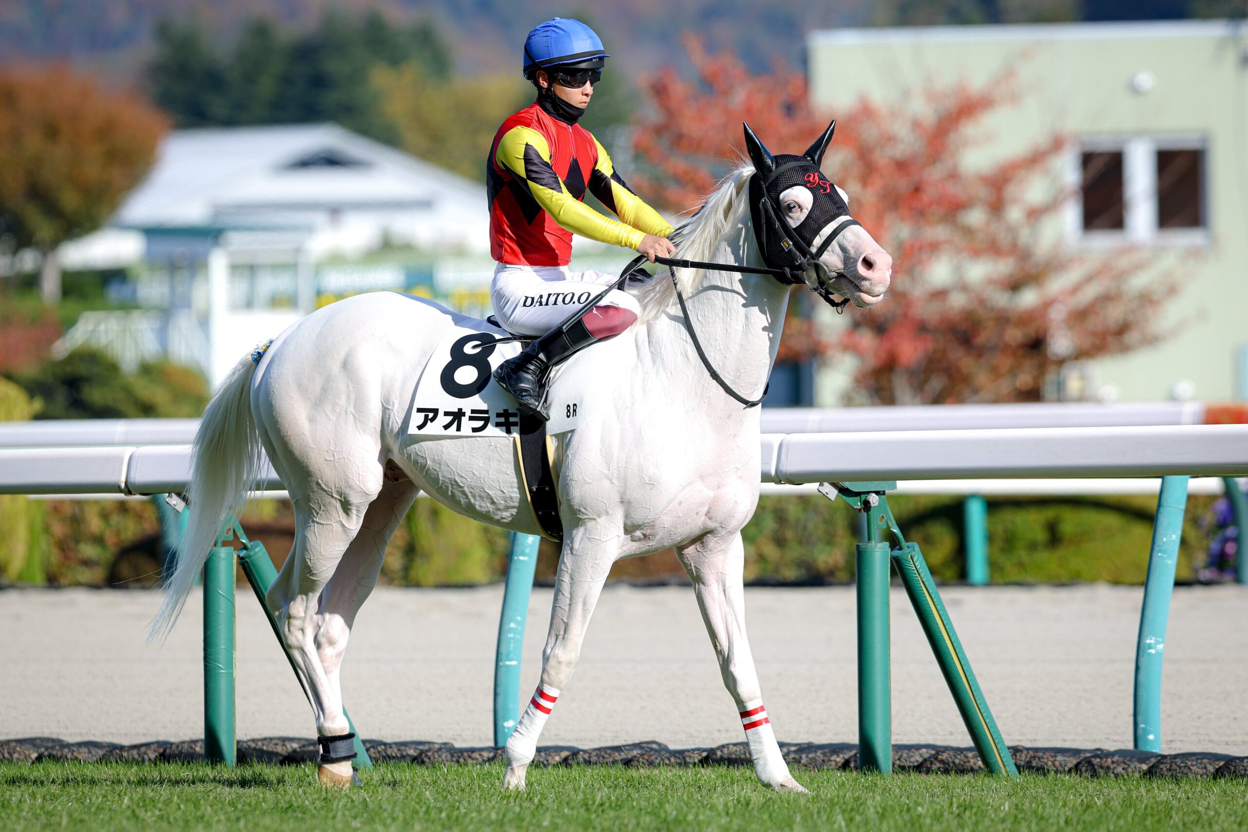 ［追悼］白い頑張り屋さん。アオラキを悼んで