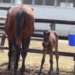 ［連載・片目のサラブレッド福ちゃんのPERFECT DAYS］地獄でなぜ悪い（シーズン1-74）