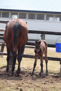 ［連載・片目のサラブレッド福ちゃんのPERFECT DAYS］地獄でなぜ悪い（シーズン1-74）