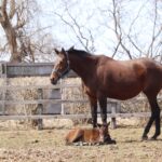 ［連載・片目のサラブレッド福ちゃんのPERFECT DAYS］全てはつながっている（シーズン1-72）