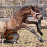 ［連載・片目のサラブレッド福ちゃんのPERFECT DAYS］満ちてゆく（シーズン1-71）