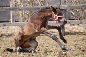 ［連載・片目のサラブレッド福ちゃんのPERFECT DAYS］満ちてゆく（シーズン1-71）